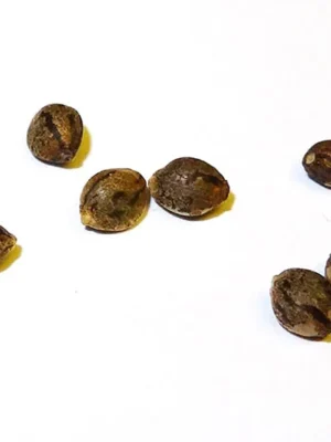 Buy Big Bud Feminized Seeds Online UK | Max Yields Buy Big Bud Feminized seeds online UK