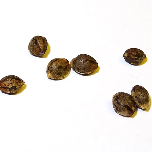 Buy Big Bud Feminized seeds online UK