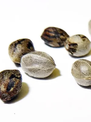 Buy Northern Light seeds online Germany