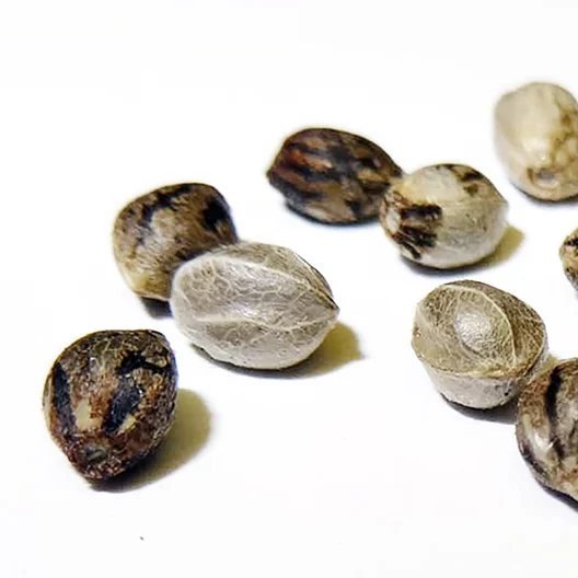 Buy Northern Light seeds online Germany