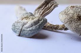 Buy Albino Magic Mushrooms UK | Potent Visual High Buy Albino Magic Mushrooms online UK