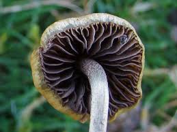 Buy Liberty Caps online UK