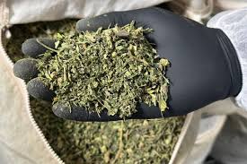 Buy Cannabis Trim online UK