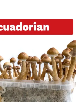 Buy Ecuador Magic Mushroom online UK