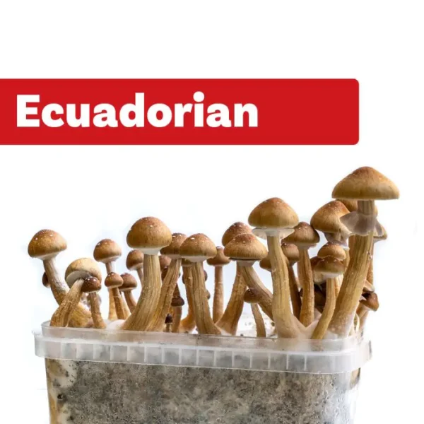 Buy Ecuador Magic Mushroom online UK