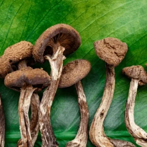 Buy Golden Teacher mushrooms online UK