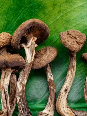 Buy Golden Teacher Mushrooms Online UK | Shop Now Buy Golden Teacher mushrooms online UK