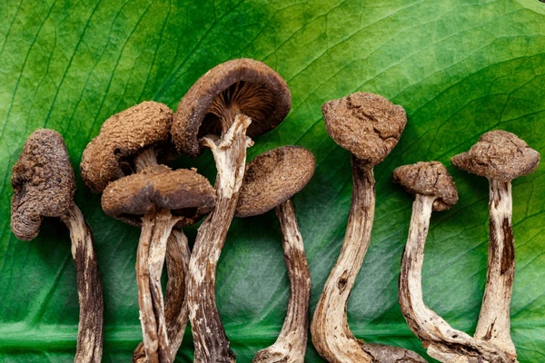 Buy Golden Teacher Mushrooms Online UK | Shop Now Buy Golden Teacher mushrooms online UK