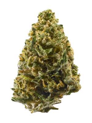 Buy Northern Light weed online UK